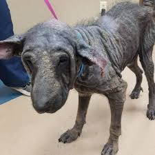 Foster dogs for more than a decade, foster dogs, a 501 (c) (3) nonprofit organization, has provided foster support to nyc's animal rescue community by connecting shelters and rescue groups, adopters, foster caretakers, and other partners together in a shared mission to help animals in need. Update On Grinch This Poor Dog Has Rescue Dogs Rock Nyc Facebook