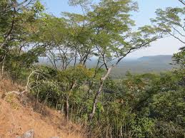 Image result for Oldfieldia dactylophylla