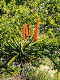 Image result for Synadenium cupulare