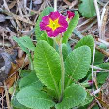 The complementary color of rose is spring green. Caring For Primrose Plants How To Grow And Care For Primrose
