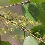 Image result for Phyllanthus muellerianus