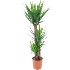 Check spelling or type a new query. Yucca Plante Verte Plante D Interieur Maison Jardiland