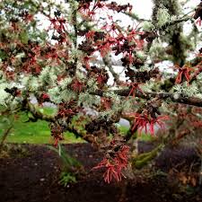 Frequently on thursdays i am truant from work, driving off for a hike or to visit gardens and nurseries, usually accompanied by my gra. Gossler Farms Plant Lust