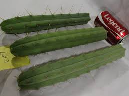 × buckleyi this is best performed in the late spring season. Buy Trichocereus Bridgesii San Pedro Cactus Cousin Top Cut Cacti For Sale Lot 3 San Pedro Cactus Sale