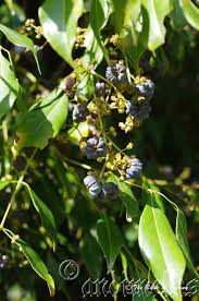 Image result for Uvaria edulis