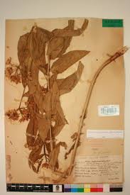 Image result for Pachycarpus lineolatus