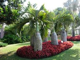 Broward Palms Landscape Palm Trees Landscaping Tropical Landscaping Tropical Garden