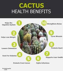 The prickly pear cactus, most often referred to as nopal, has been found to have many nutritional properties. 11 Incredible Health Benefits Of Cactus Uses Warnings And More