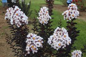 They have small flowers and small petals (there are five petals in total), and because this plant can bear fruits myrtle's leaves are also used to make teas, and the buds and the flower buds are also edible. Crepe Myrtle Lagerstroemia Ebony And Ivory In The Crepe Myrtles Database Garden Org