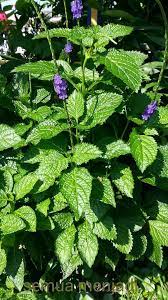 24 maret 2012 23 comments. Semua Menjadi Perbezaan Antara Pokok Gastrik Dan Pokok Facebook