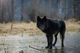 Pin By Bablgan Volk On Volki Wolf Hybrid Dogs Wolf Dog Companion Dog