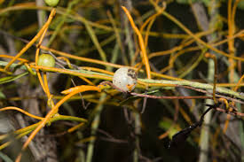 Image result for Cassytha filiformis