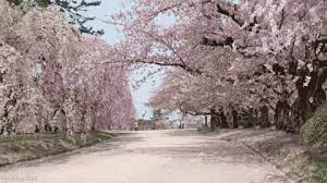 Creative vector illustration spring sale banner background paper. Japanese Cherry Blossoms Gifs Get The Best Gif On Giphy