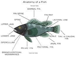 Marine Fish Diseases And Parasites Marine Fish Fish Saltwater Fishing
