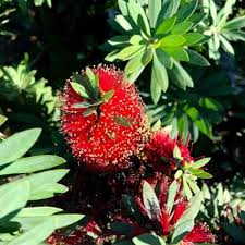 Bottle brush tree i live in the houston area. Little John Bottlebrush Growing The Callistemon Citrinus Little John