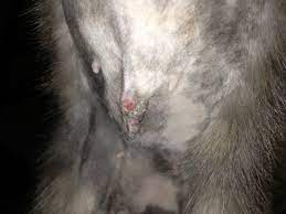 Is My Cat S Spay Incision Infected Ask A Vet