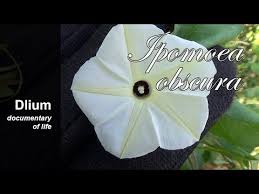Image result for Ipomoea obscura