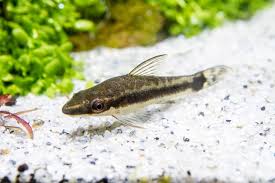 Check Out 13 Bottom Feeder Fish For Your Aquarium In 2020 Catfish Cheap Fish Tanks Aquarium