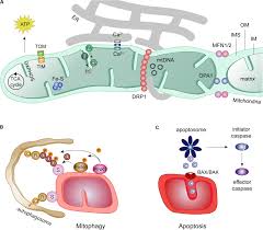 Damien rieusset est au 99 avenue. Frontiers Role Of Mitofusins And Mitophagy In Life Or Death Decisions Cell And Developmental Biology