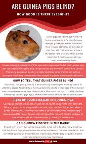 Pin On Guinea Pig Health Tips And Diseases