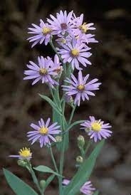 Common Name Smooth Aster Large Pyramidal Heads Of Bright Sky Blue Flower Clusters Are Held On Strong Stems In La Showy Flowers Aster Flower Trees To Plant