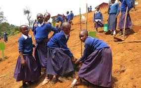 Check spelling or type a new query. Apfelbaumprojekt Zebras Active Community E V