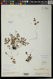 Image result for Anemia simii