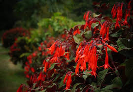 Plantfiles Pictures Fuchsia Gartenmeister Bonstedt Fuchsia Triphylla By Kell