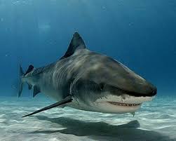 tiger shark i really don t care what kind of shark this is its a freaking shaaaaaark shark facts shark habitat shark