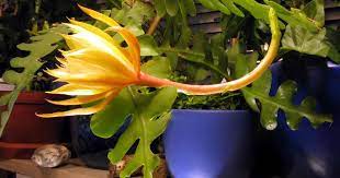 It is an easily cultivated, fast moisture: Fishbone Cactus Care How To Grow Epiphyllum Anguliger