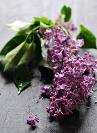 Healthy Green Kitchen Lilac Honey