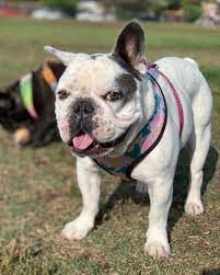 The dogs get named but the person is a faceless automaton. Lady Gaga On Twitter My Beloved Dogs Koji And Gustav Were Taken In Hollywood Two Nights Ago My Heart Is Sick And I Am Praying My Family Will Be Whole Again With