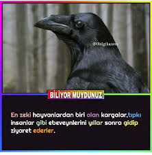 Kitaplar Filmler Ve Replikler Adli Kullanicinin Hayvanlar Panosundaki Pin 2020 Hayvan Biliyor Muydunuz Bilgi Alintilari