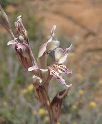 Image result for Gladiolus permeabilis