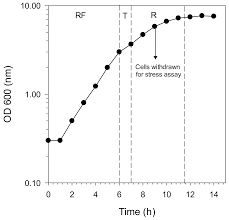 Molecules Free Full Text Extracts Of Digested Berries Increase The Survival Of Saccharomyces Cerevisiae During H2o2 Induced Oxidative Stress Html