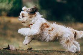 A loud, mad voice will make your dog less likely to run to you since he can tell that you're displeased. Grainne Byrne Linkedin