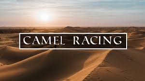 Camel racing in uae the royal camel racing club, founded in 2019, it is the first and only camel racing platform open to tourists in the uae. Camel Racing Abu Dhabi Youtube