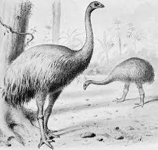 Heavy Footed Moa Wikipedia Dinosaur Life Extinct Animals Animals