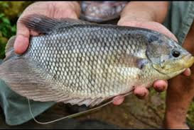 Check spelling or type a new query. Budidaya Ikan Mujair Menguntungkan Duta Nusantara Merdeka