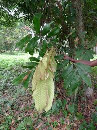 Image result for Pancovia