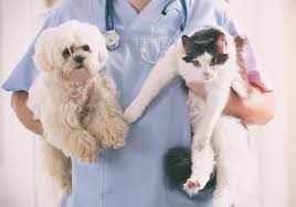 Our content is free because we may earn a commission when you click or make a purchase using our site. Nationwide Pet Insurance Review In 2021