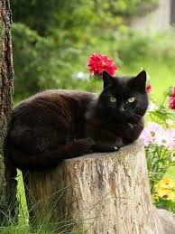 This Really Looks Like My Car Bella Evcil Hayvanlar Kedi Ve Hayvan