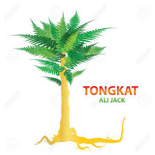 Buy tongkat ali and get the best deals at the lowest prices on ebay! Tongkat Ali Nature S Sexual Stimulant Royalty Free Cliparts Vectors And Stock Illustration Image 9231496