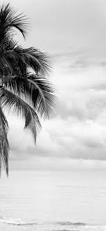 Black And White Wallpaper Iphone X Iphone X Wallpaper Coconut Tree Black And White Wallpaper Hd In 2020 White Wallpaper For Iphone Black And White Wallpaper Iphone Black And White Wallpaper