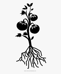 Rotate the planting location every three to five years. Tomato Plant Coloring Page Tomato Plant Black And White Hd Png Download Kindpng
