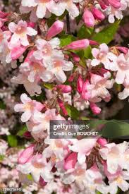 Image result for Kolkwitzia amabilis