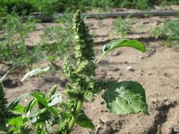 Image result for Amaranthus thunbergii