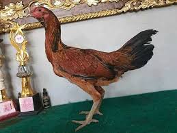 Check spelling or type a new query. Gambar Ayam Ninja Ayam Pama Jengger Ninja Shopee Indonesia Di Masa Feodal Jepang Ninja Dikenal Juga Dengan Shinobi Adalah Agen Rahasia Yang Memiliki Keahlian Khusus Dalam Sabotase Spionase Infiltrasi Dan