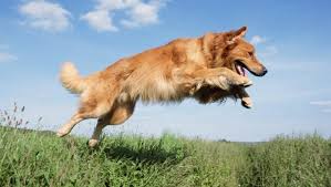 I respect your utilitarian thought process (i'm utilitarian to a fault, according to some sure, your dog stopped lunging at other dogs. Garden Chemicals And Pets How To Keep Your Dog Safe Dogtime