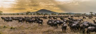 The ultimate safari guide to tanzania and zanzibar island! Rundreisen Und Safaris In Tansania Und Sansibar Reisen Vom Spezialisten Knecht Reisen